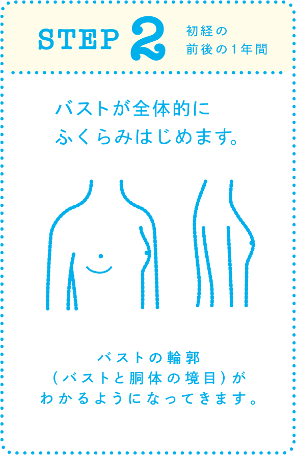 STEP 2（初経の前後1年間） バストが全体的にふくらみはじめます。「バストの輪郭（バストと胴体の境目）がわかるようになってきます。」