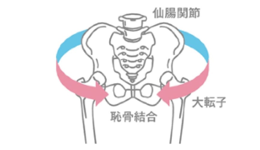 骨盤サポート付き妊婦帯 妊婦帯パンツ（おなか・腰・骨盤