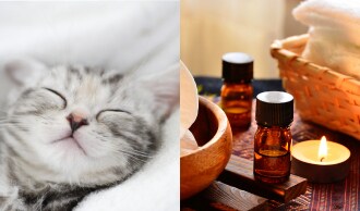 猫と入眠前の癒やしアイテム