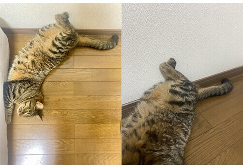 ツイート画像