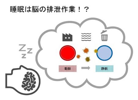 vol.50_睡眠は排泄行為