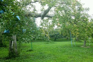 2015-8-21-福士、りんごの木.gif